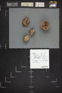 Lycoperdon umbrinum image
