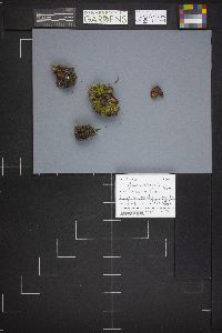 Caloscypha fulgens image