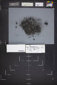 Tricharina praecox image