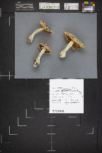 Amanita pantherina var. multisquamosa image