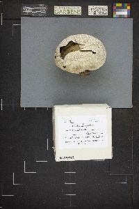 Lycoperdon utriforme image