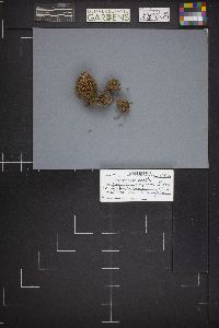 Bryoglossum gracile image