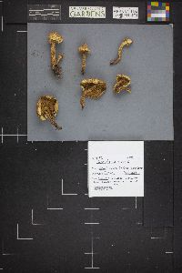Pholiota squarrosa image