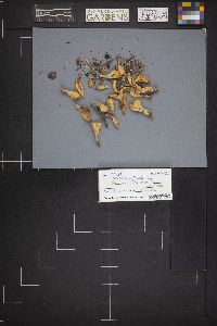 Spathularia flavida image