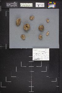 Rhizopogon rubescens image