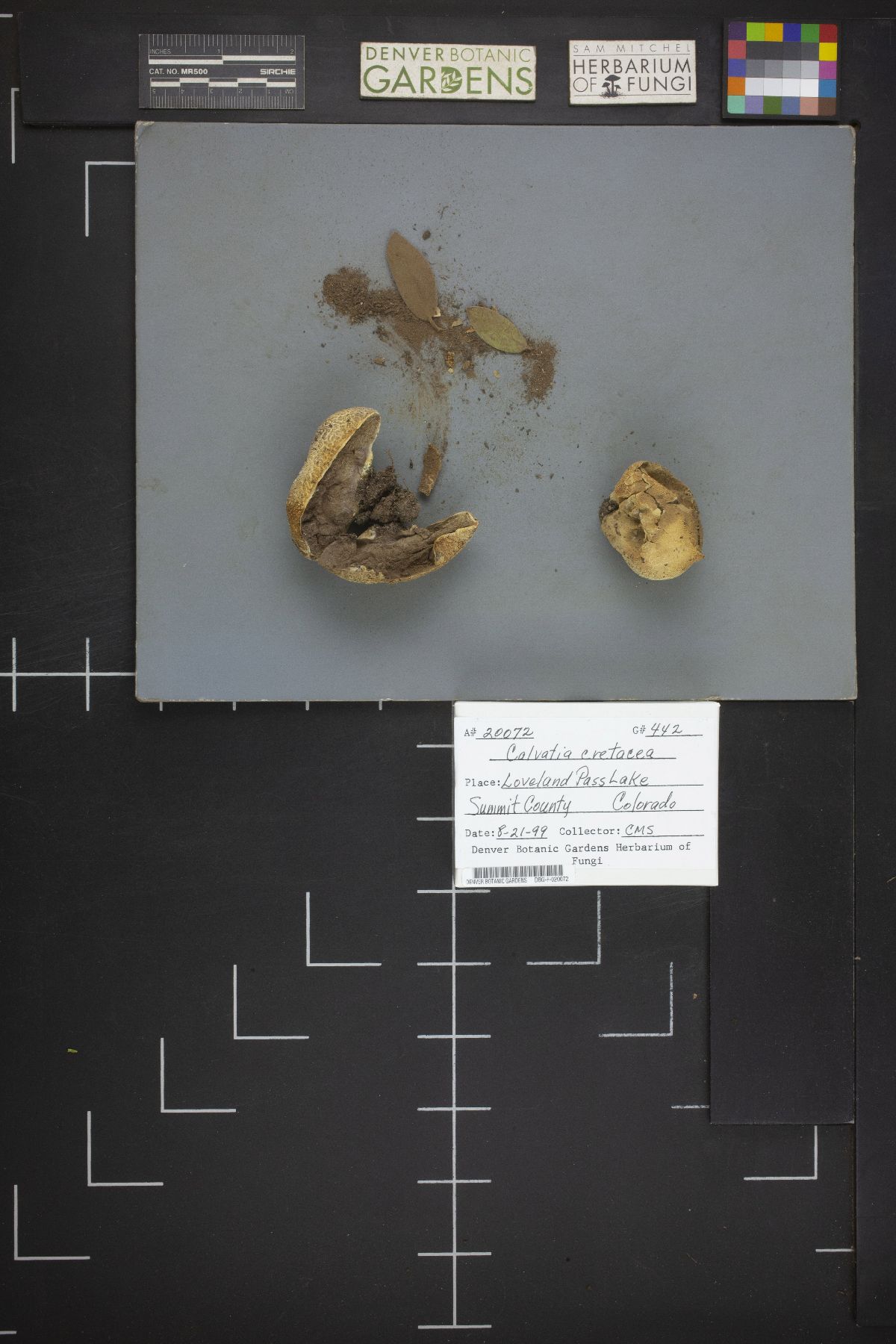 Calvatia cretacea image