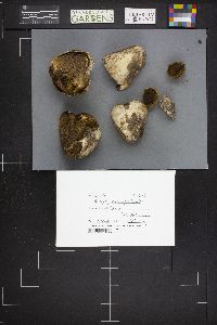 Chlorophyllum agaricoides image