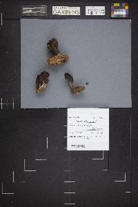 Gyromitra infula image
