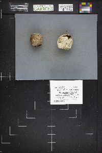 Chlorophyllum agaricoides image