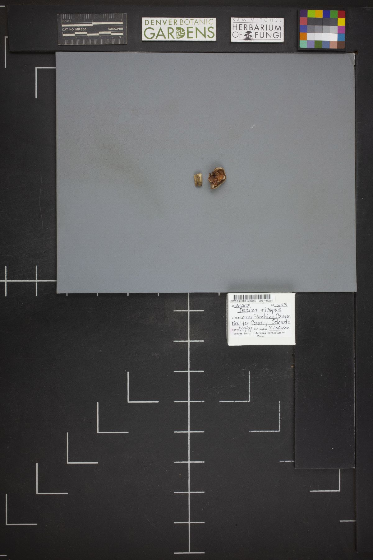 Peziza micropus image