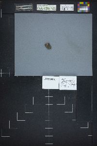 Pachyella babingtonii image