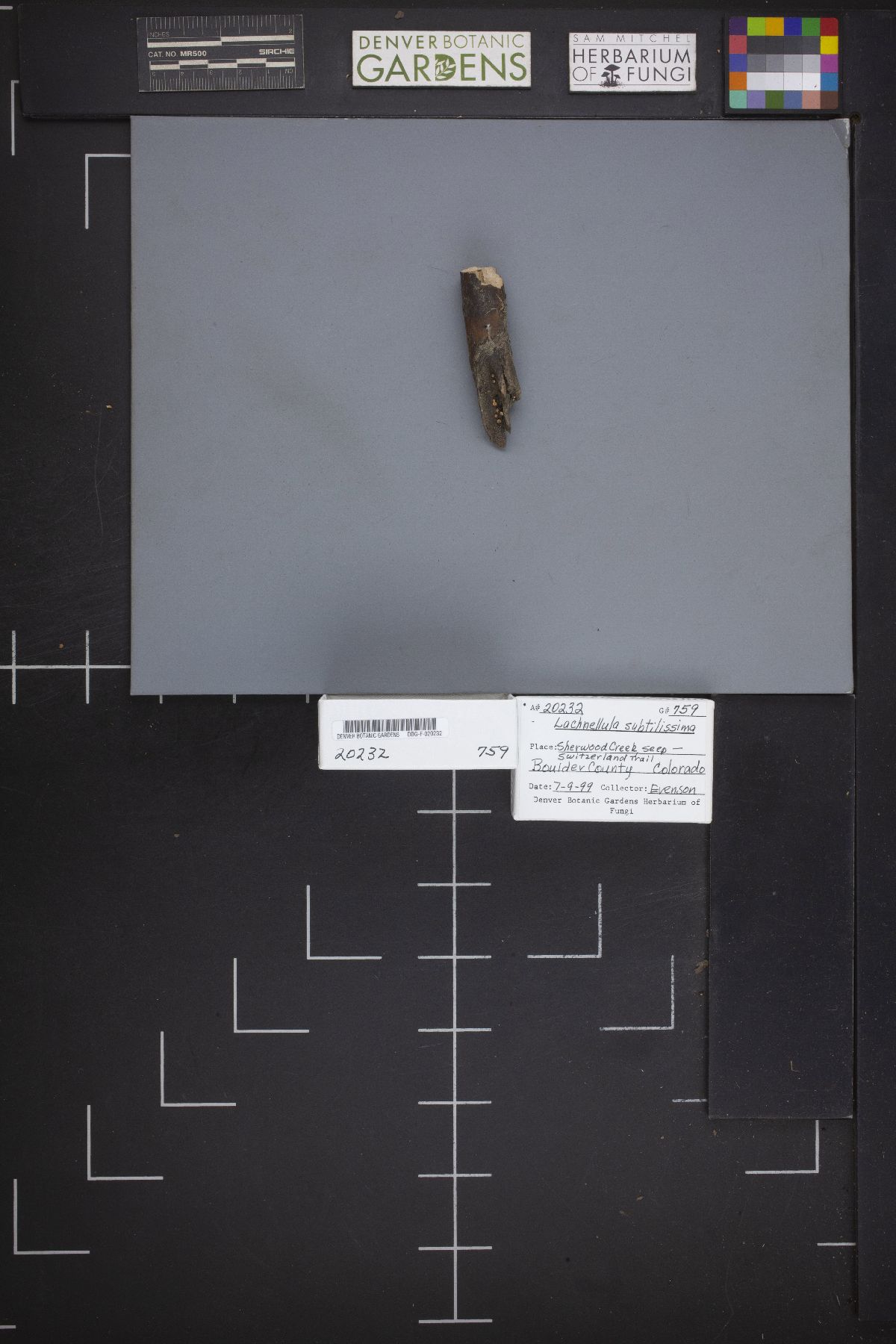 Lachnellula subtilissima image