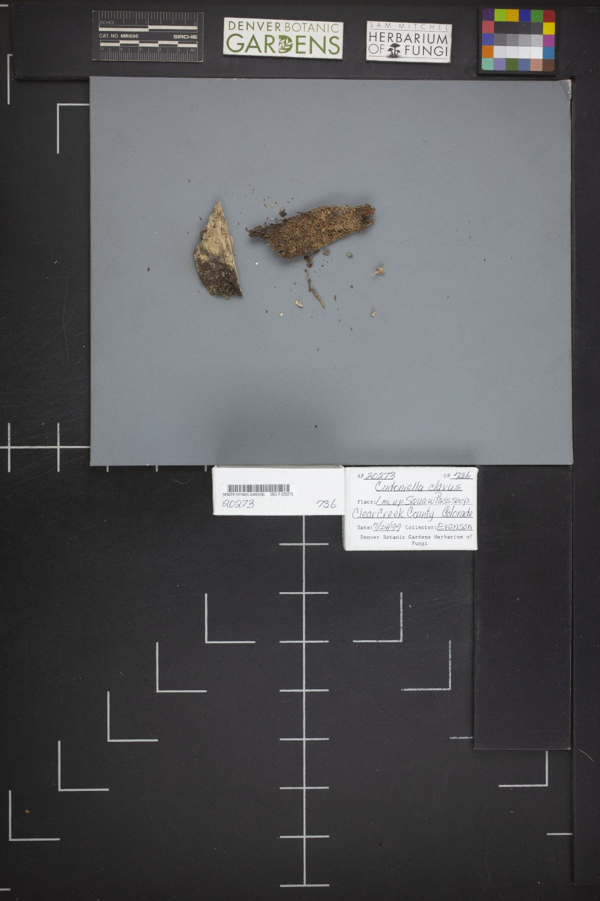 Cudoniella clavus image