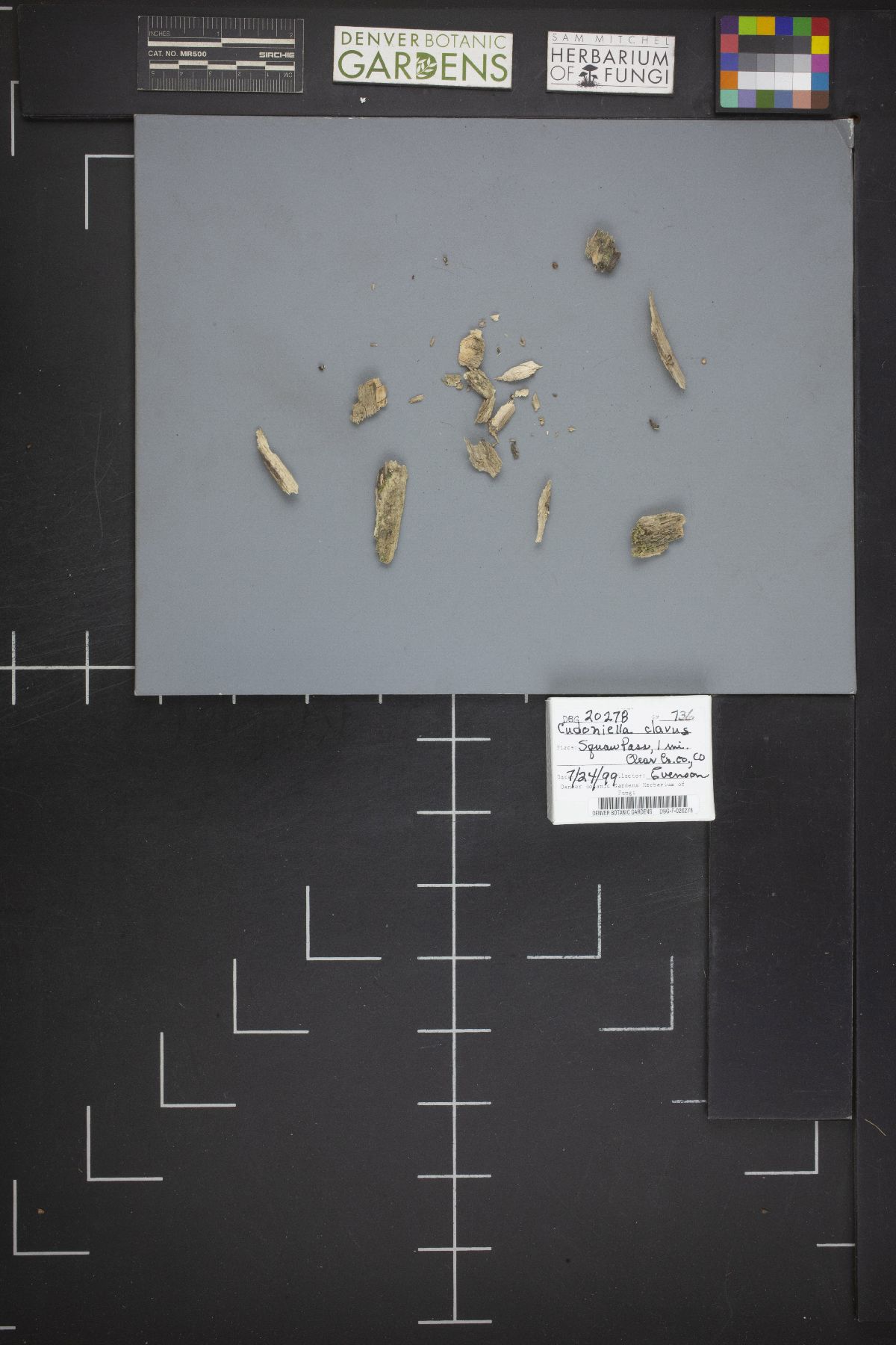 Cudoniella clavus image