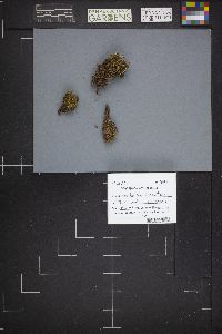 Bryoglossum gracile image