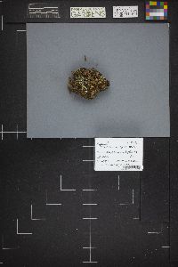 Bryoglossum gracile image