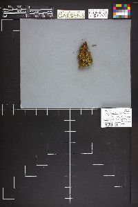 Bryoglossum gracile image