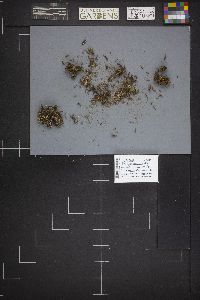 Bryoglossum gracile image