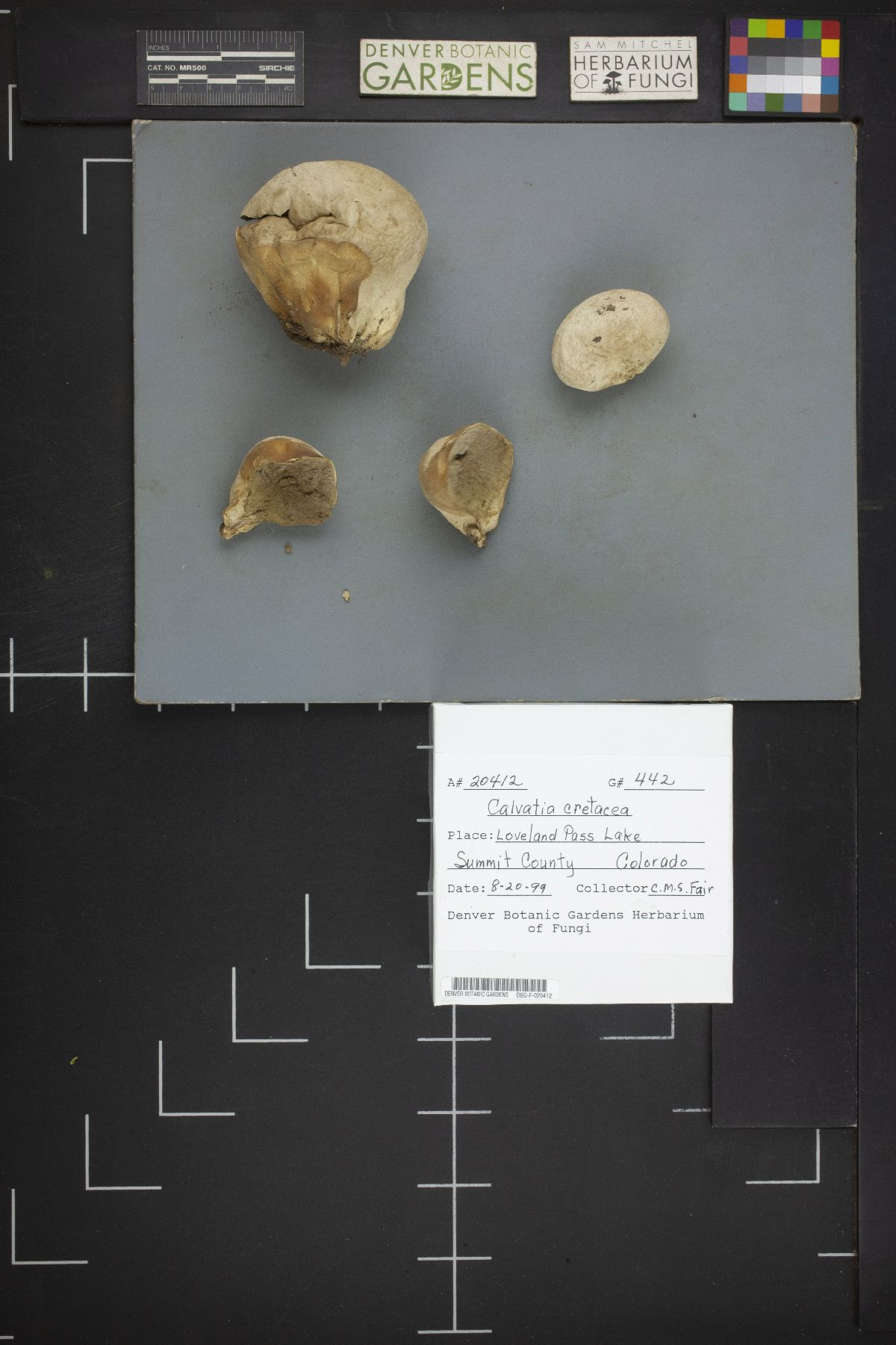 Calvatia cretacea image