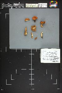 Lactarius luculentus image