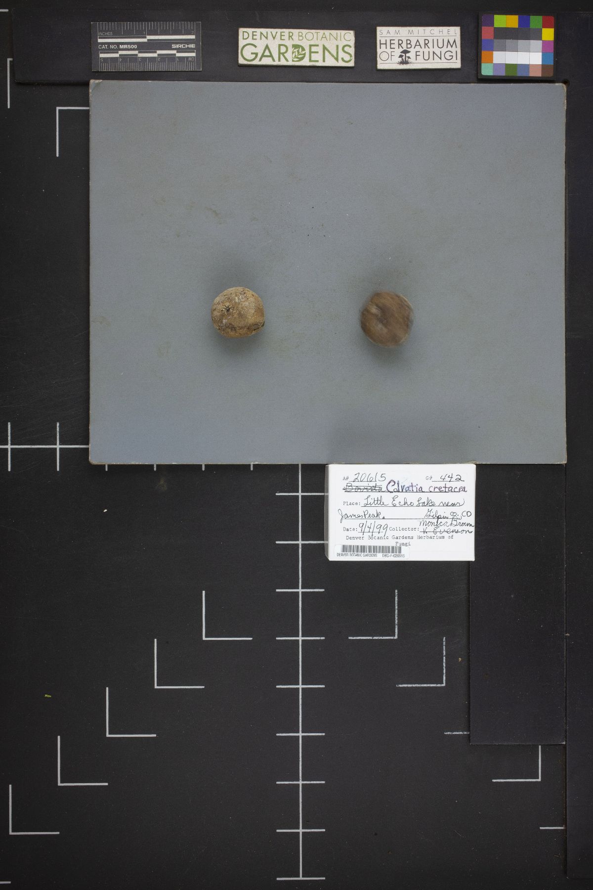 Calvatia cretacea image