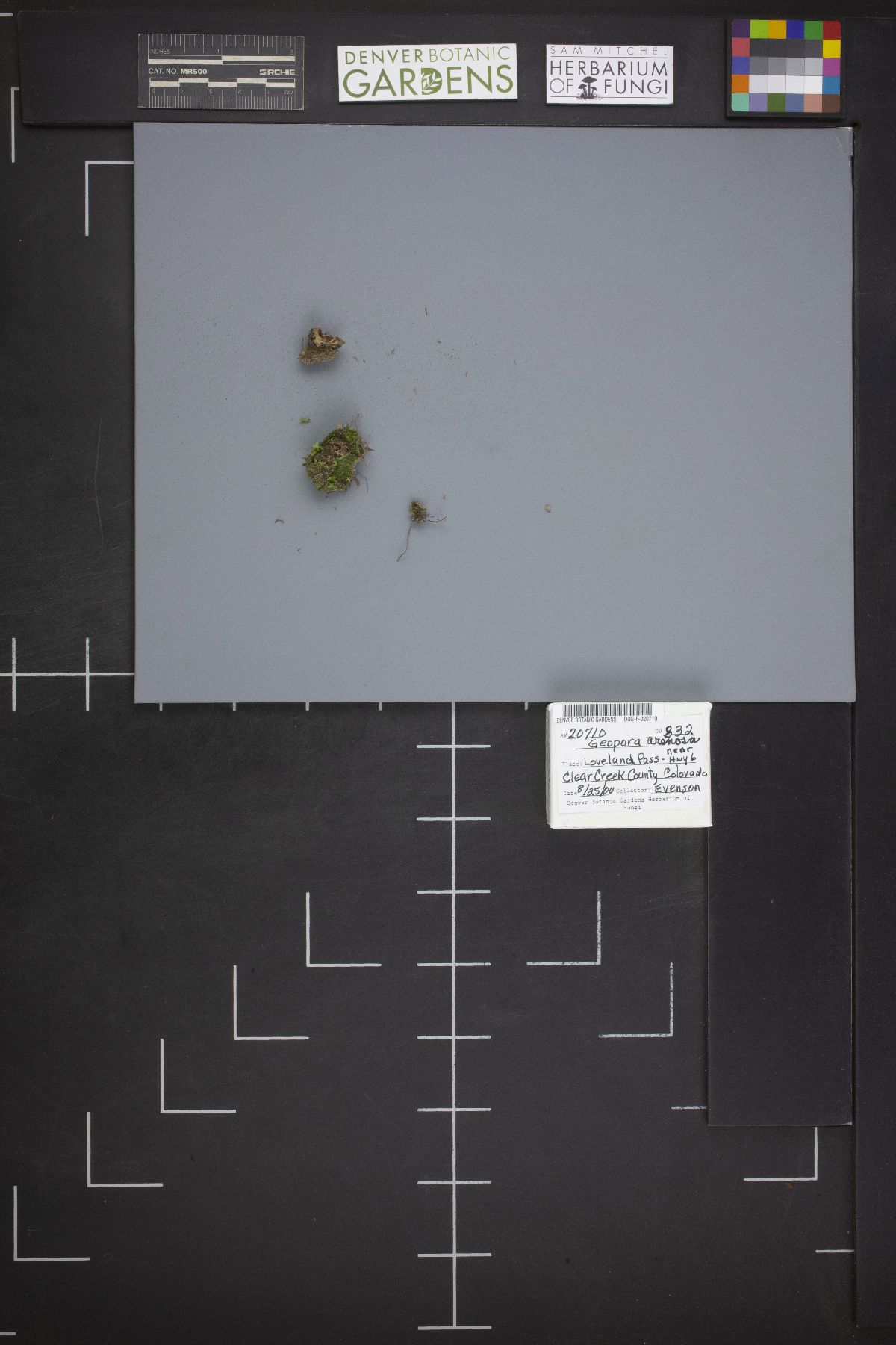 Geopora arenosa image