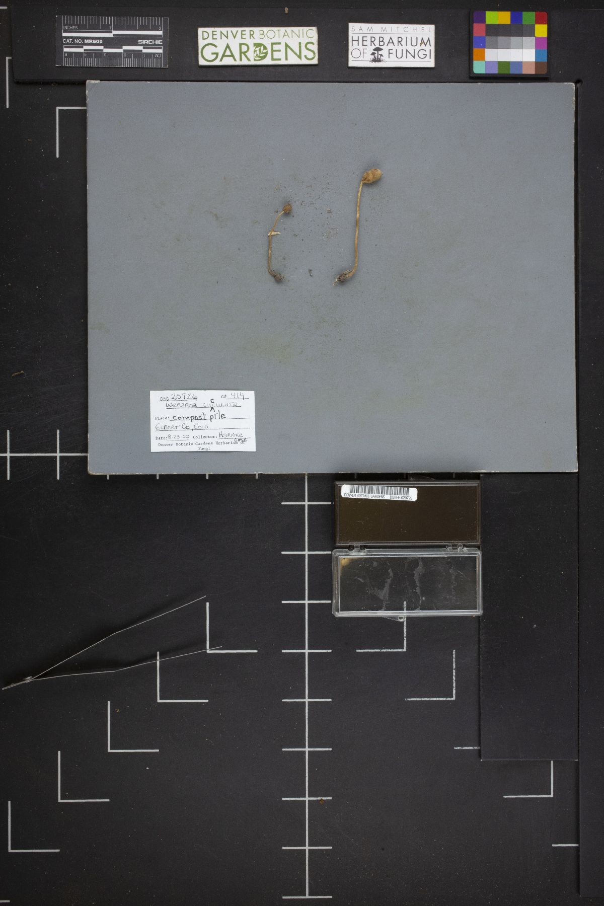 Leratiomyces cucullatus image