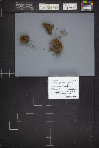 Bryoglossum gracile image