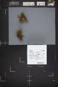 Bryoglossum gracile image