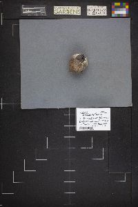 Calvatia cyathiformis image