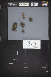 Trichophaea gregaria image