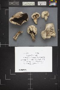 Agaricus bernardii image