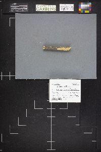 Irpex lacteus image