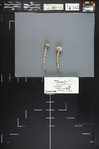 Tulostoma fibrillosum image