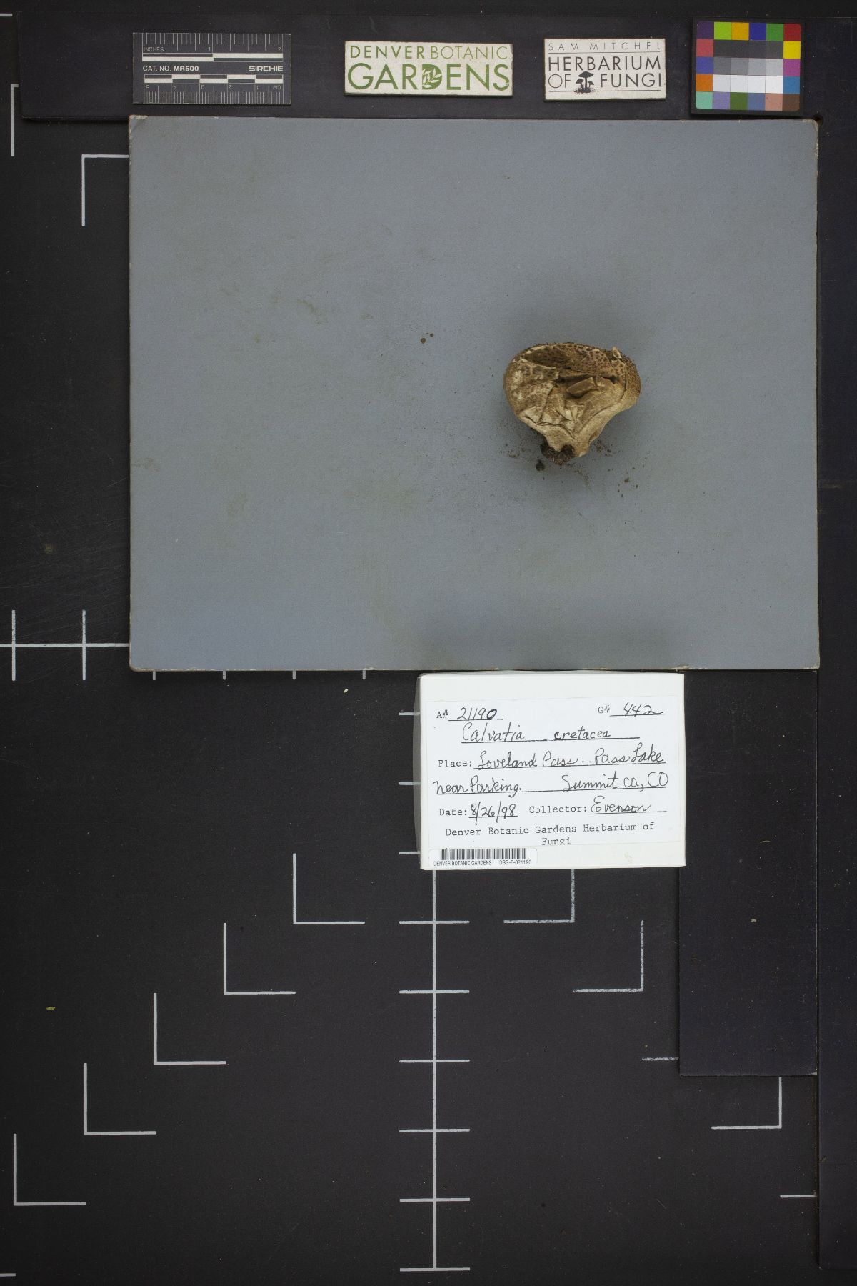 Calvatia cretacea image