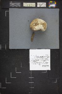 Calvatia bovista image