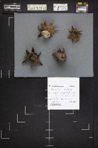 Geastrum smardae image