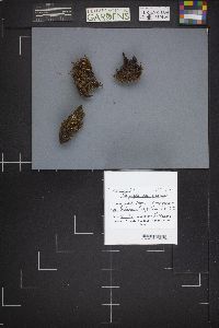 Bryoglossum gracile image