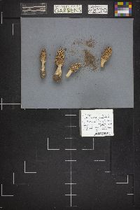 Morchella esculentoides image