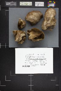 Chlorophyllum agaricoides image