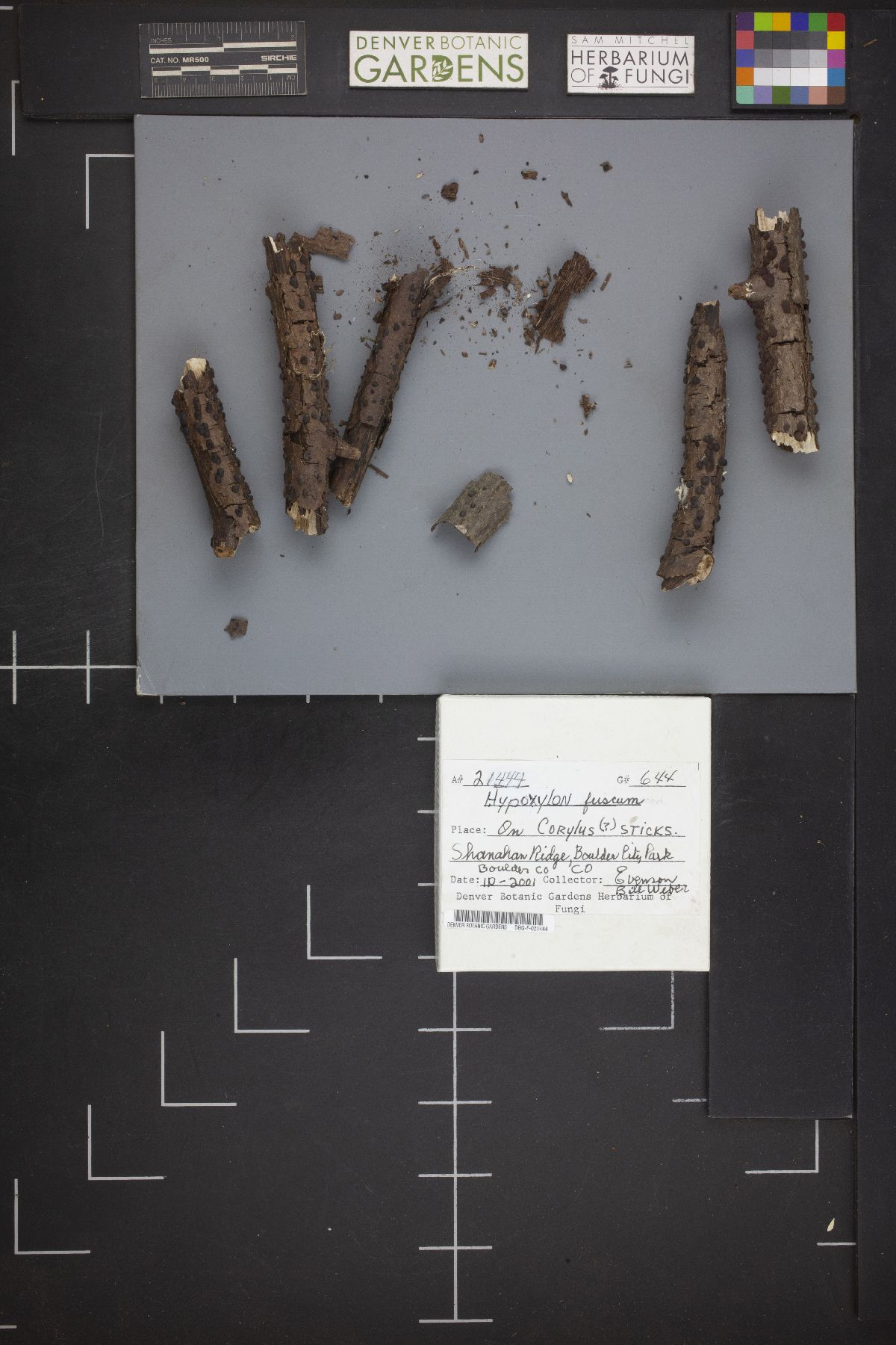 Hypoxylon fuscum image