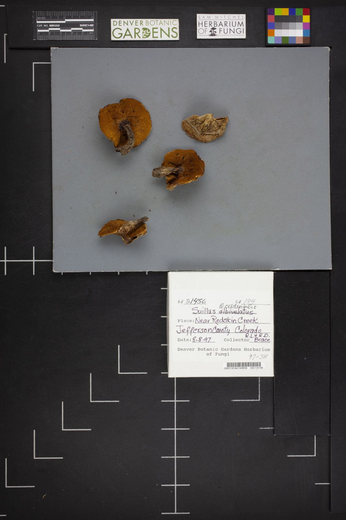 Suillus albivelatus image