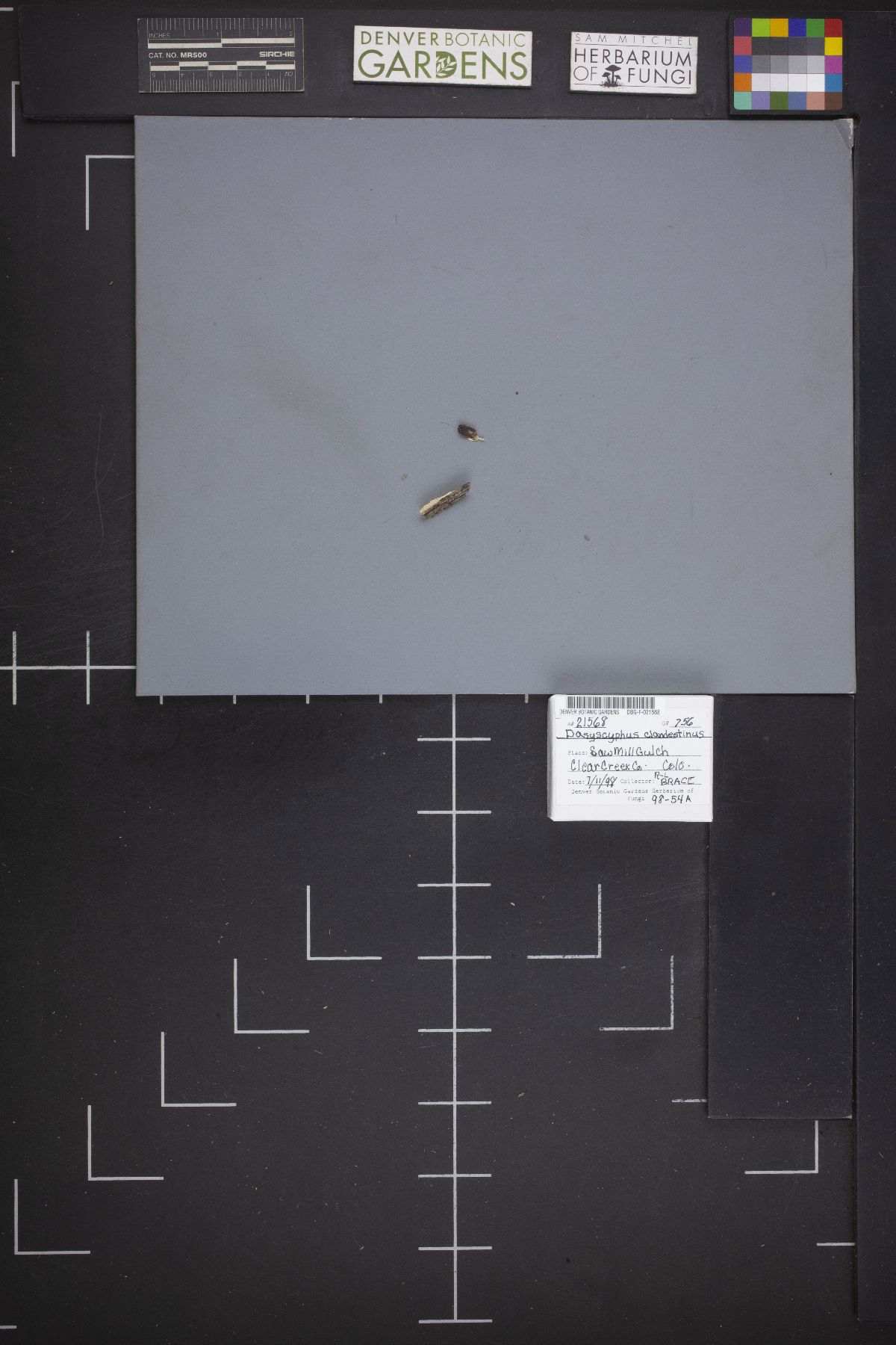 Brunnipila clandestina image