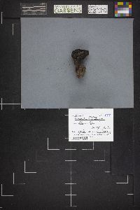 Morchella brunnea image