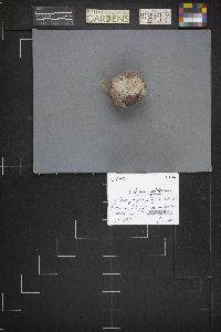 Calvatia cyathiformis image