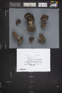 Gyromitra infula image
