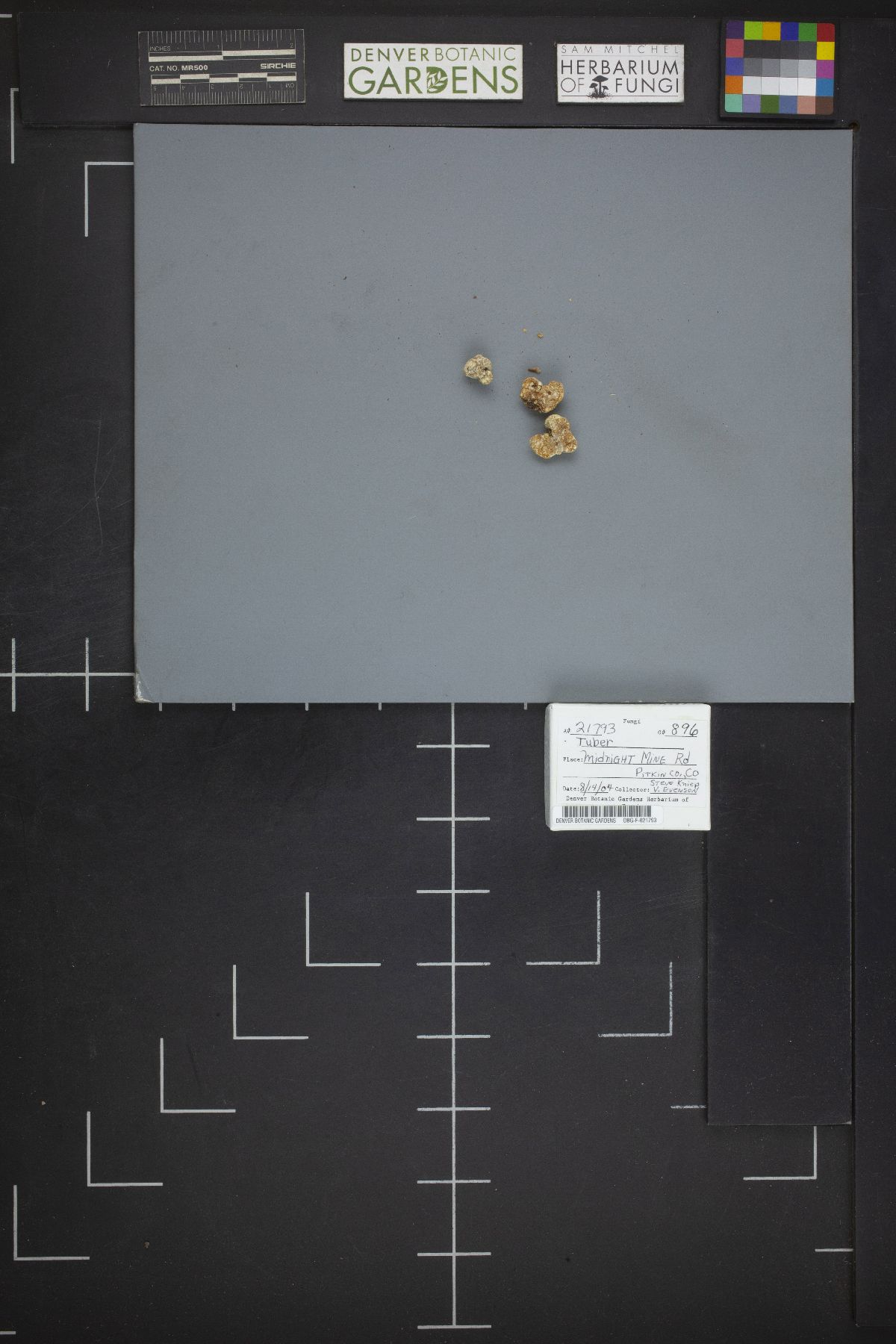 Choiromyces image