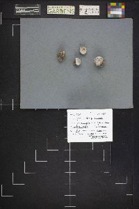 Lycoperdon pusillum image