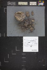 Calvatia cyathiformis image