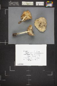 Amanita pantherina var. multisquamosa image